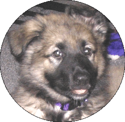 Shavora Puppy