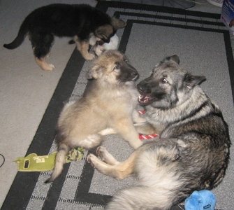 Kesali - 12/06/2009 - play time
