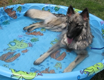 Shavora in pool