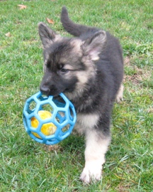 Kesali 8 weeks